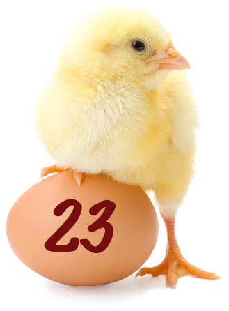 Osterküken 23